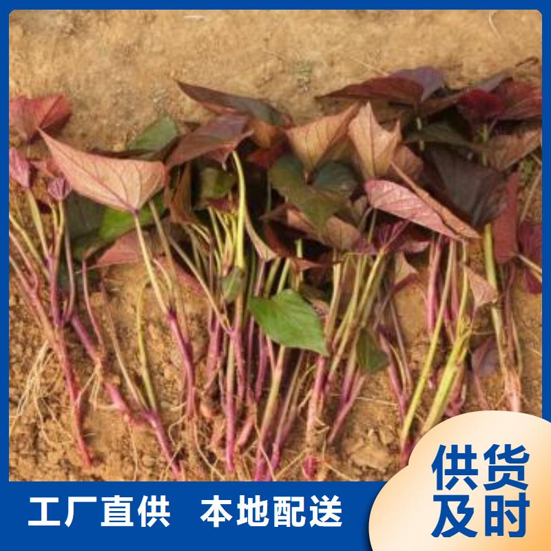 脱毒紫薯苗种植厂家