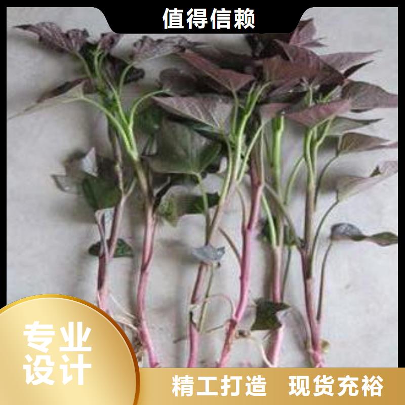 麦茬苗（紫薯)图片