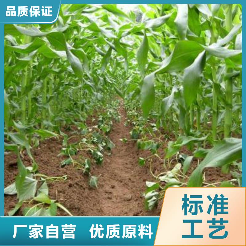 紫薯苗（济黑2号上市）麦茬苗