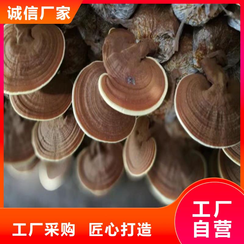 破壁灵芝粉限时优惠