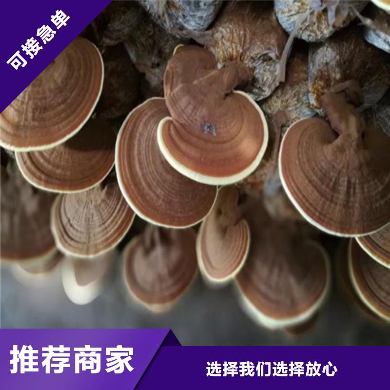 灵芝孢子粉吃的方法