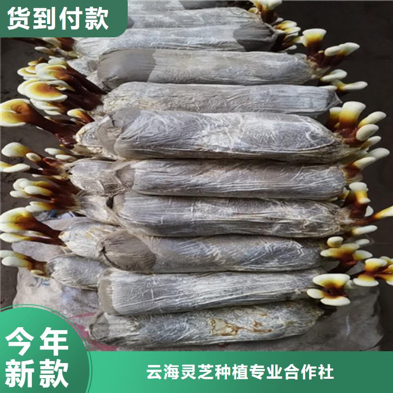 
灵芝粉用途分析