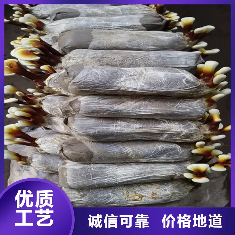 灵芝超微粉-可送货上门