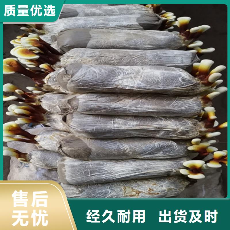 规格齐全的破壁灵芝粉供货商