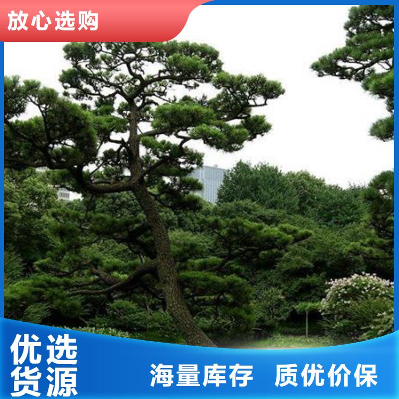 泰山松畅销全国