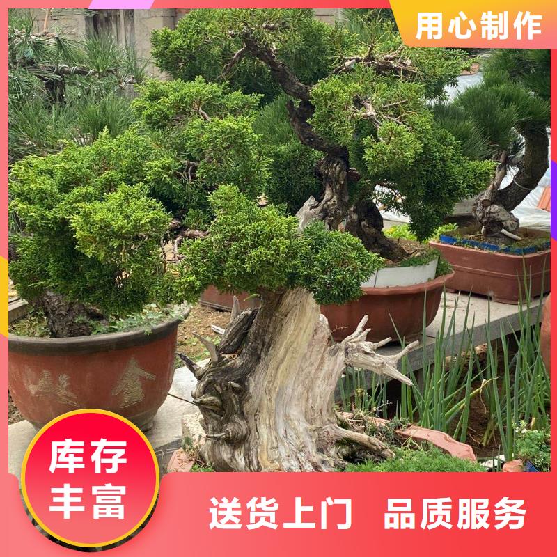 造型黑松种植合作社