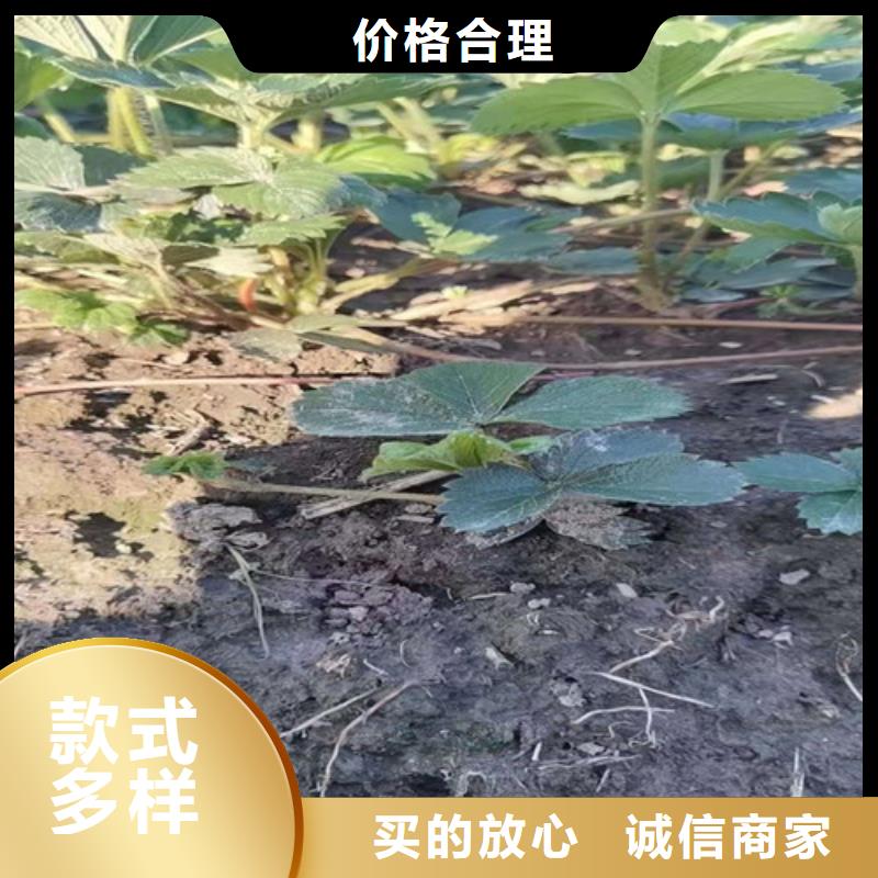 京郊小白草莓苗