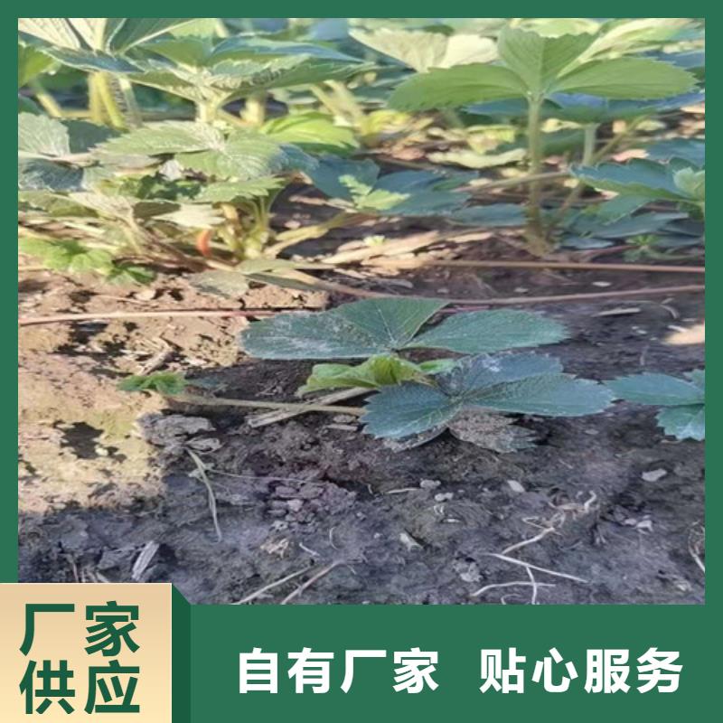 赛娃草莓苗