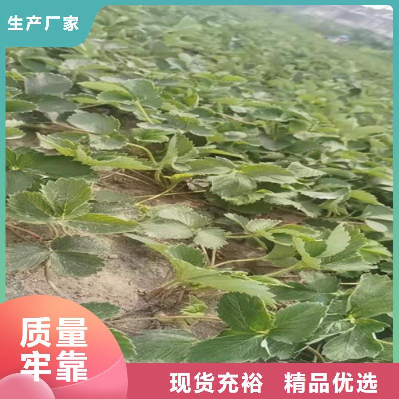 香蕉草莓种苗