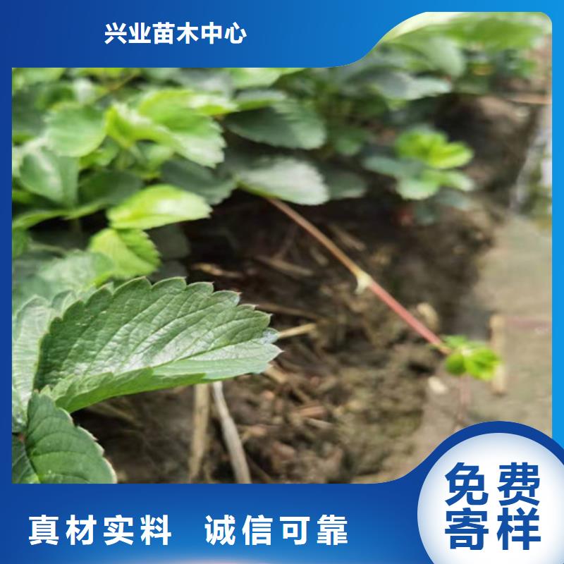 自治区香蕉草莓苗