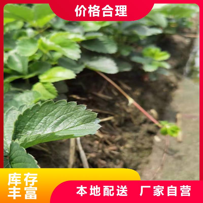 草莓苗花椒苗质量上乘