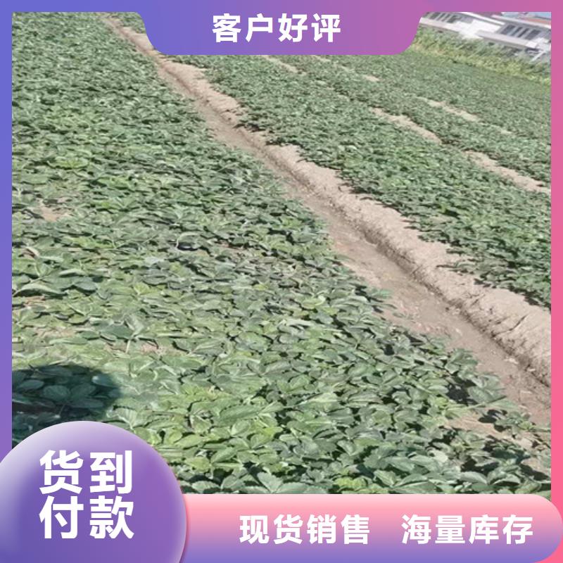 草莓苗蓝莓苗质检合格出厂