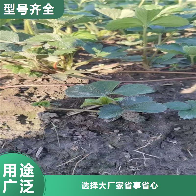 土德拉草莓生产苗