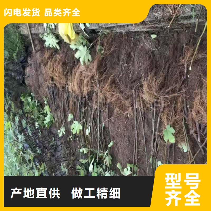 无花果嘎啦苹果苗一件也发货