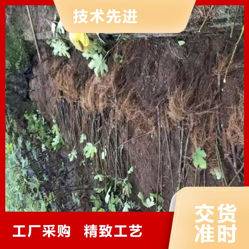 无花果甜茶苗用心做产品