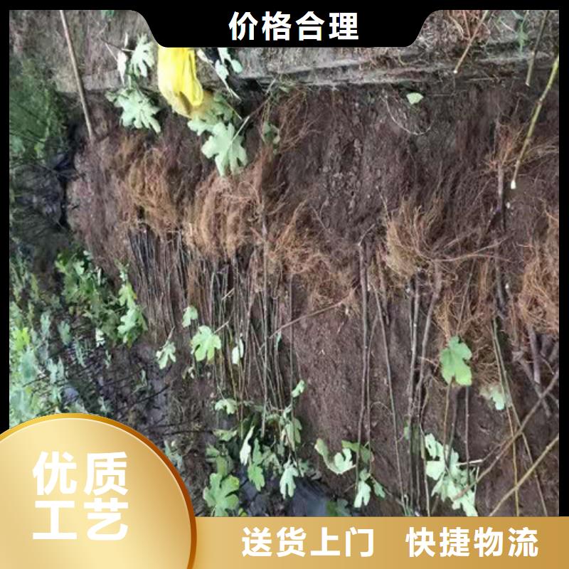 玛斯义陶芬无花果苗合作社