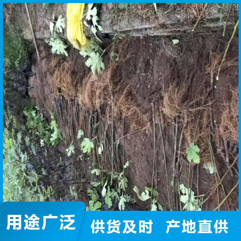 无花果苹果苗粘木贴心服务