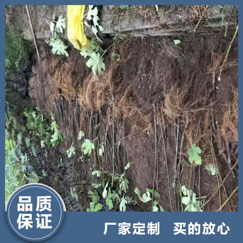 玛斯义陶芬无花果树