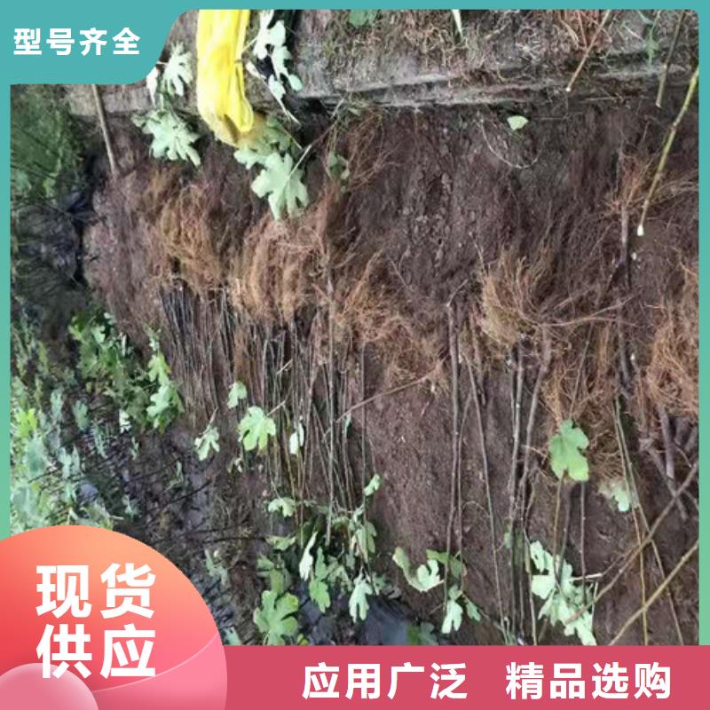 无花果-【花椒苗】优良材质