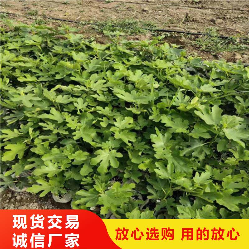 玛斯义陶芬无花果树苗