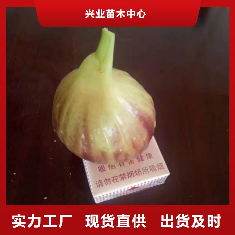 玛斯义陶芬无花果树