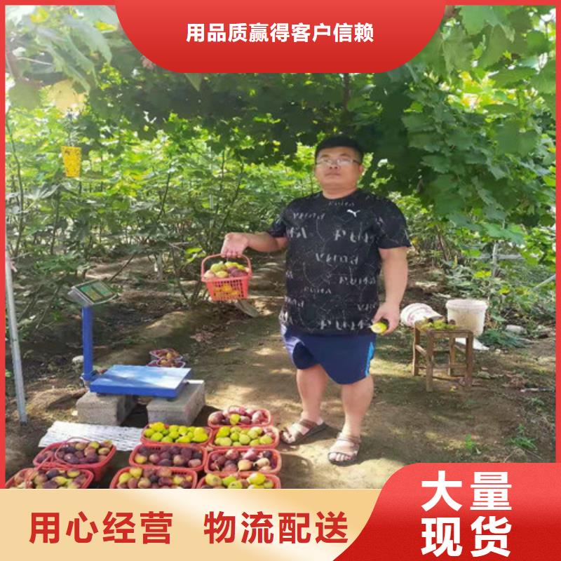 无花果_板栗树厂家现货批发