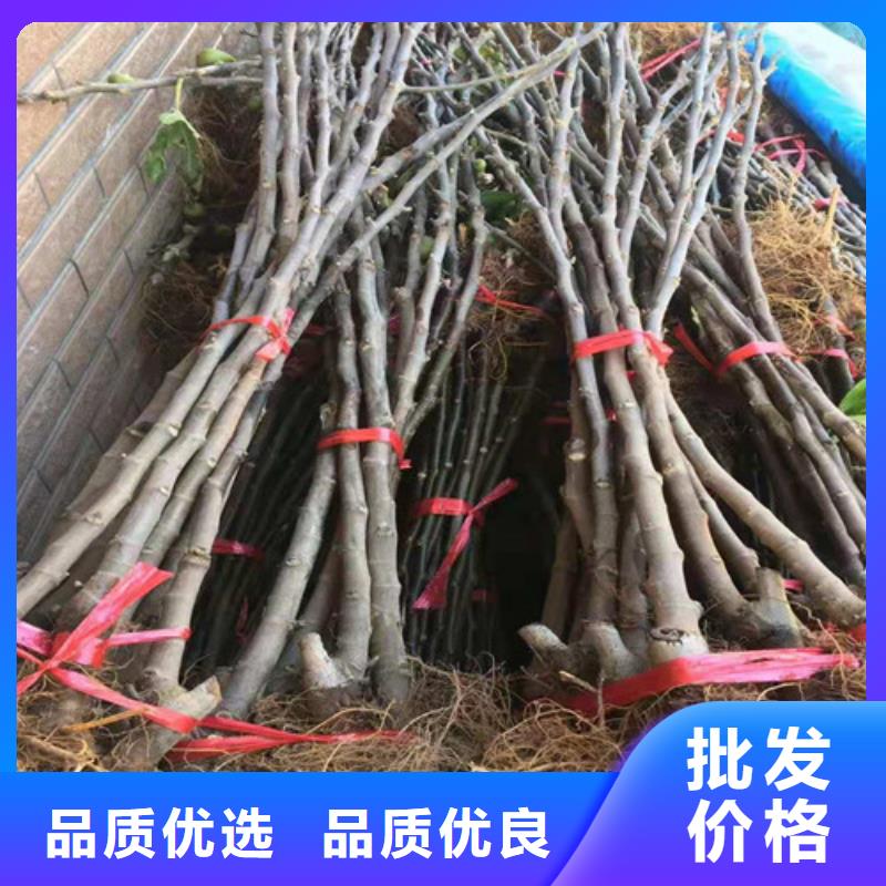 无花果苹果苗满足您多种采购需求