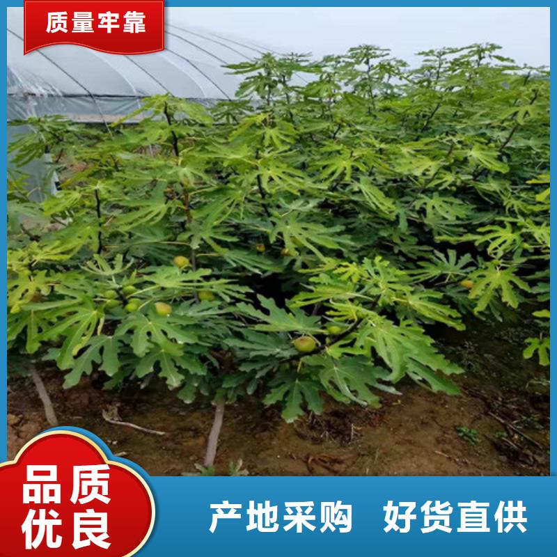 玛斯义陶芬无花果树