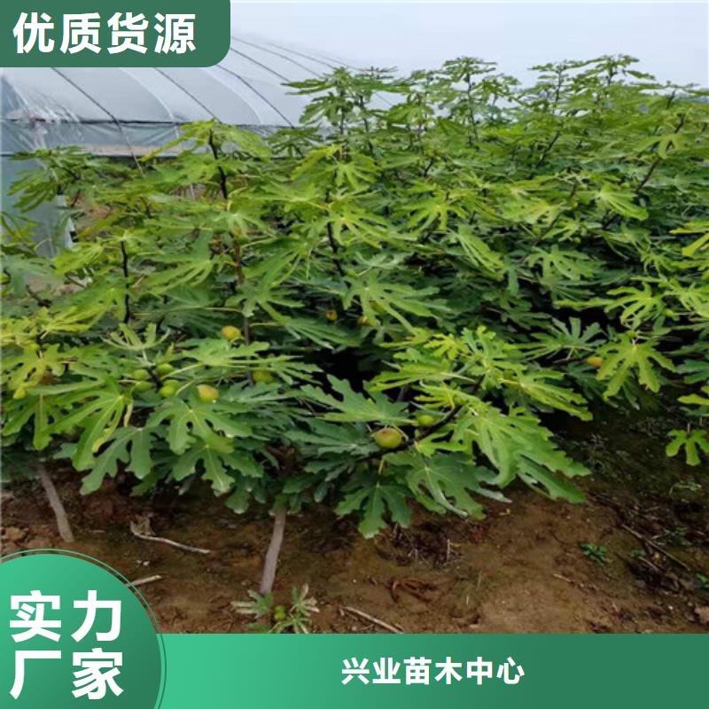 青花无花果树苗管理方式