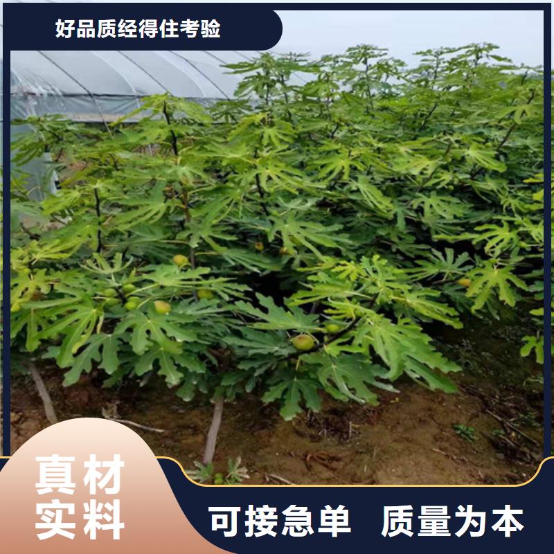 无花果,梨树苗诚信商家