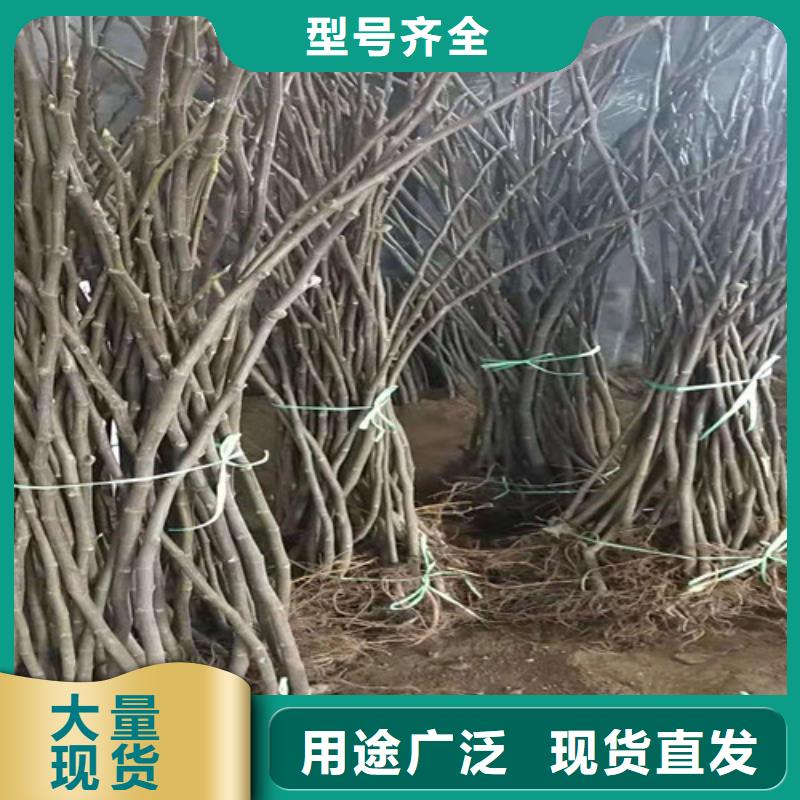 波姬红无花果苗