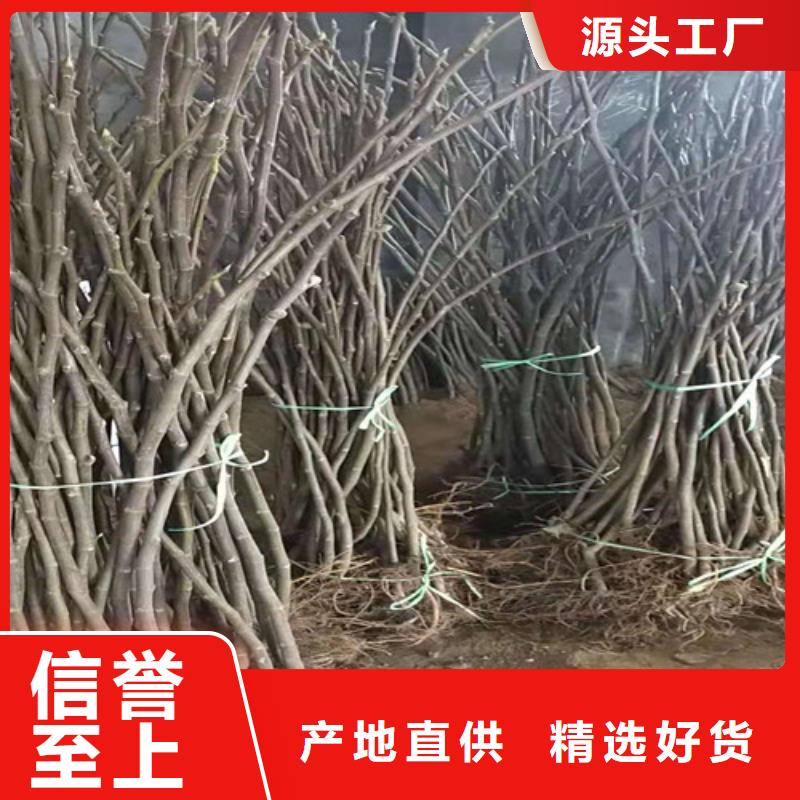 大青皮无花果