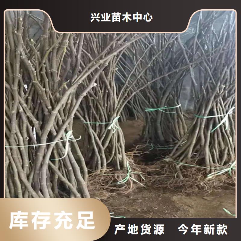 无花果梨树苗无中间商厂家直销