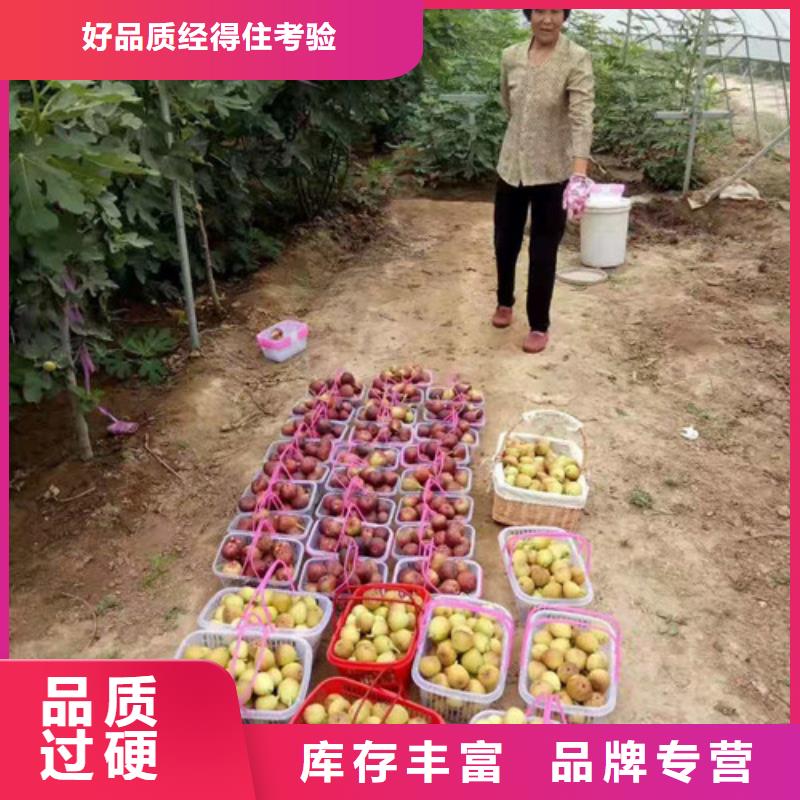 无花果_木瓜海棠苗好产品价格低