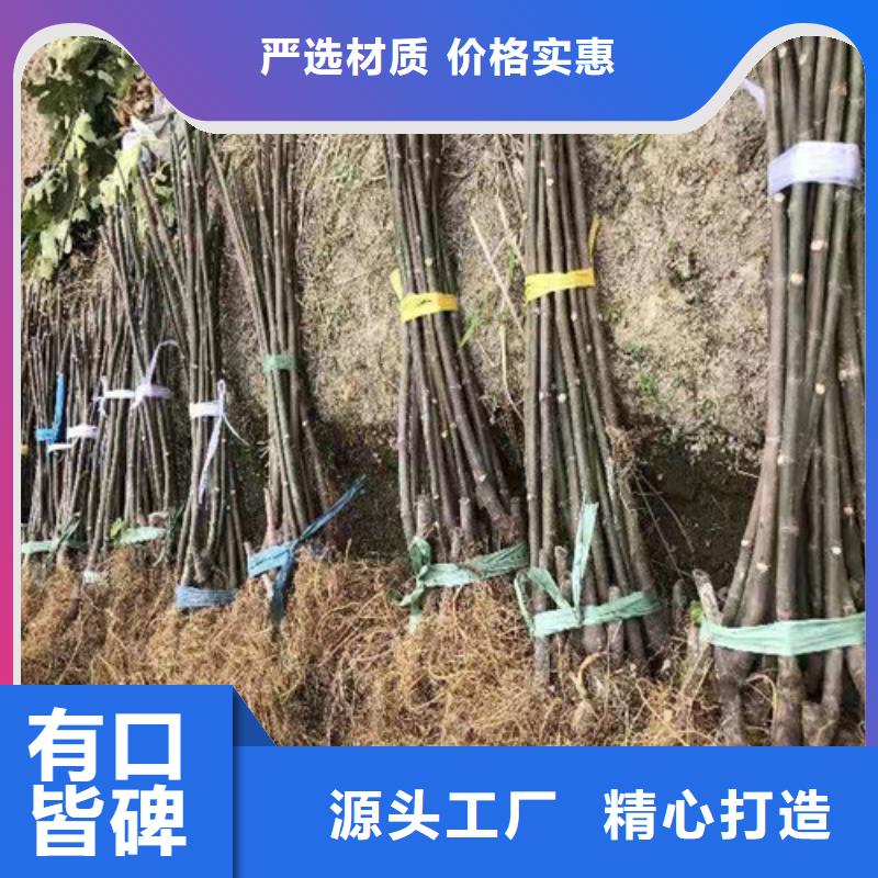 玛斯义陶芬无花果苗品种介绍