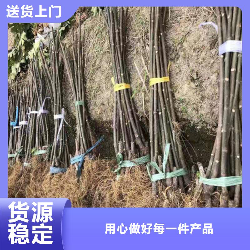 青花无花果树苗管理方式