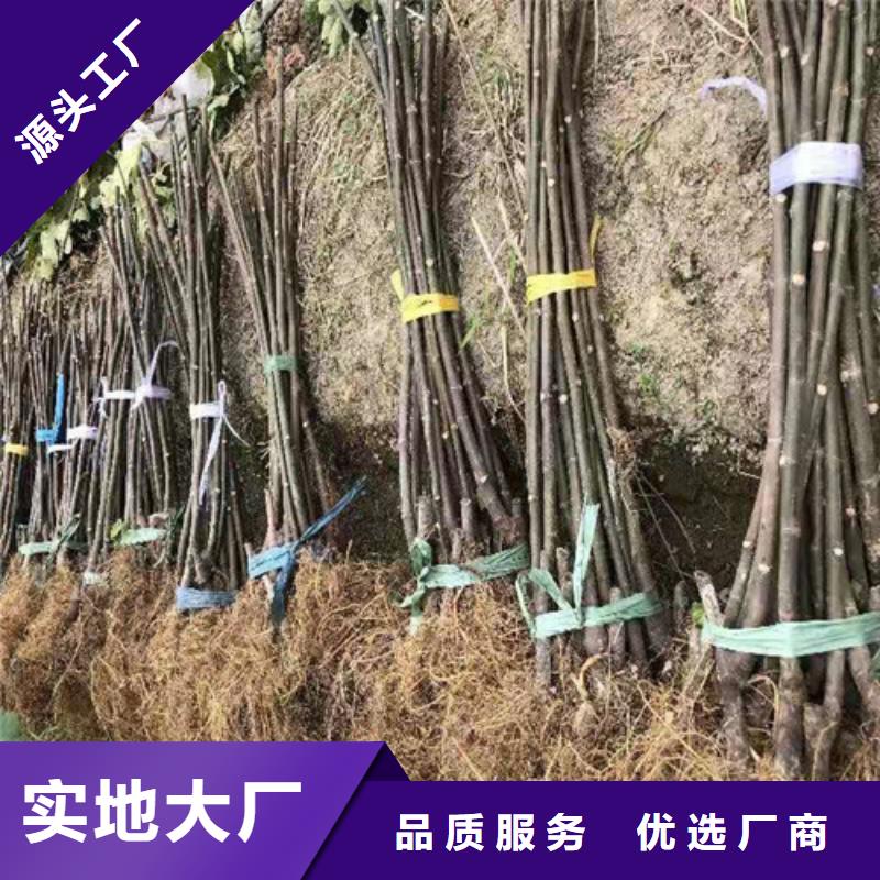 无花果核桃苗厂家规格全