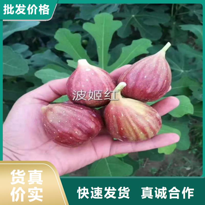 无花果【金银花树苗】量大更优惠