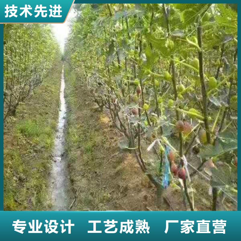 大青皮无花果