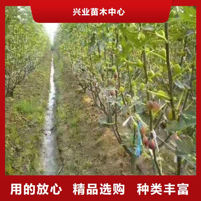 波姬红无花果树苗