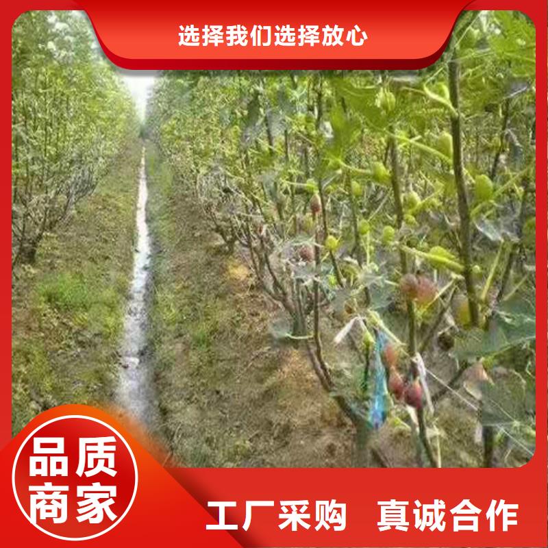 紫果无花果树苗