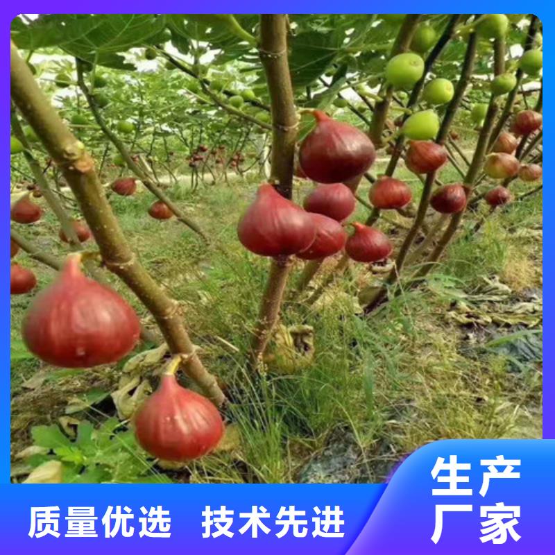 【无花果鲁樱三号樱桃源头厂家来图定制】