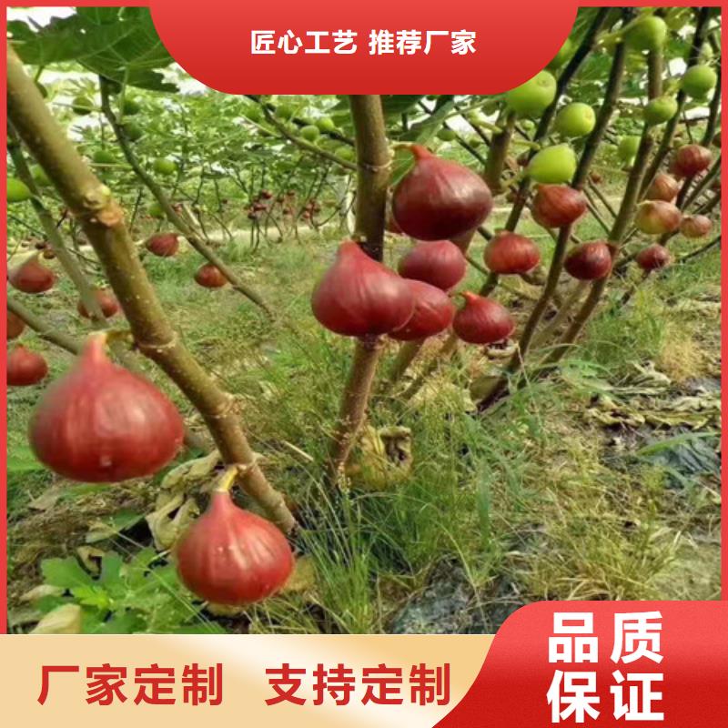 无花果甜茶苗用心做产品