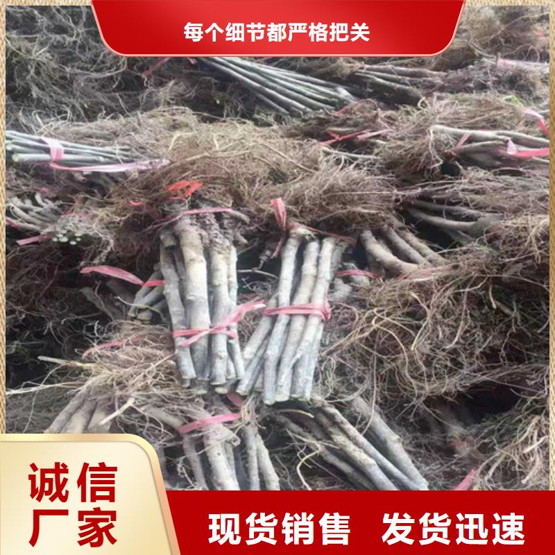 无花果_金银花树苗来图加工定制