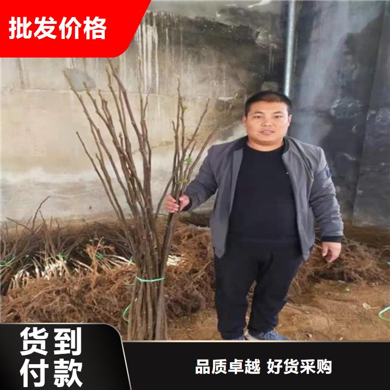 玛斯义陶芬无花果苗品种介绍