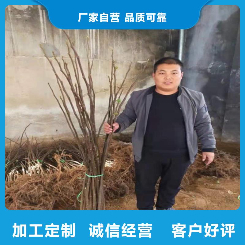 【无花果杏苗量少也做】