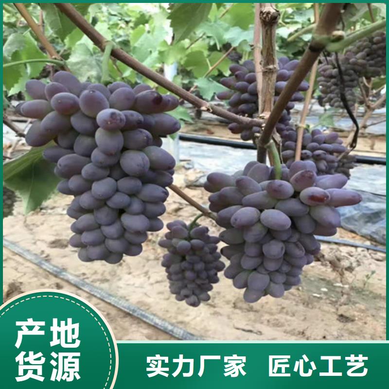 【葡萄】酥脆一号行业优选