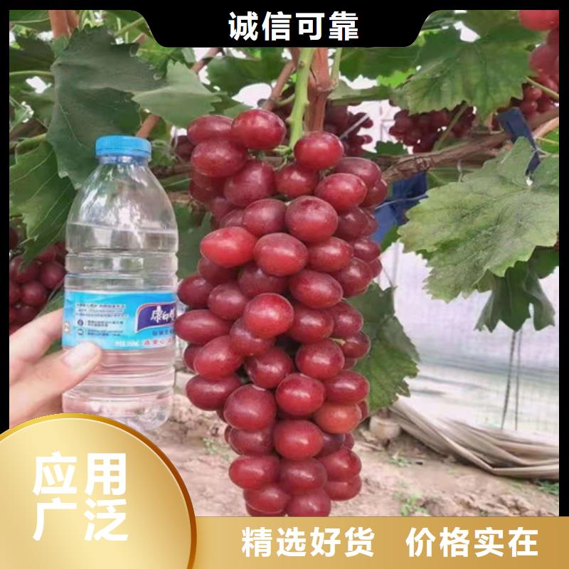 快袋葡萄苗哪里的价格低