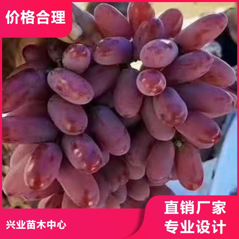 三沙市中国红玫瑰葡萄苗价格