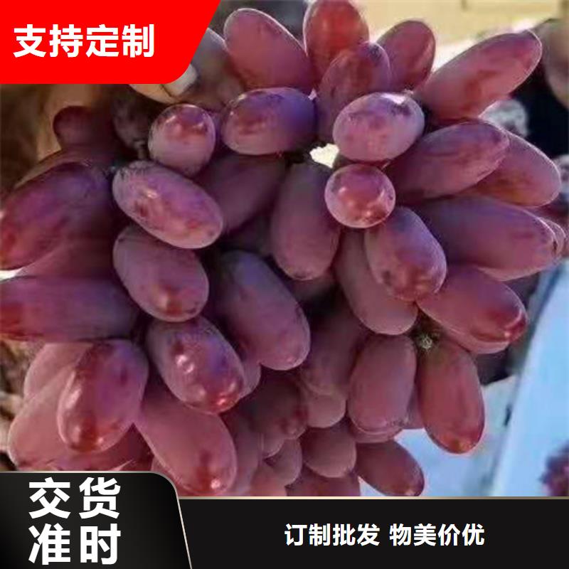 早霞玖瑰葡萄树苗品种大全